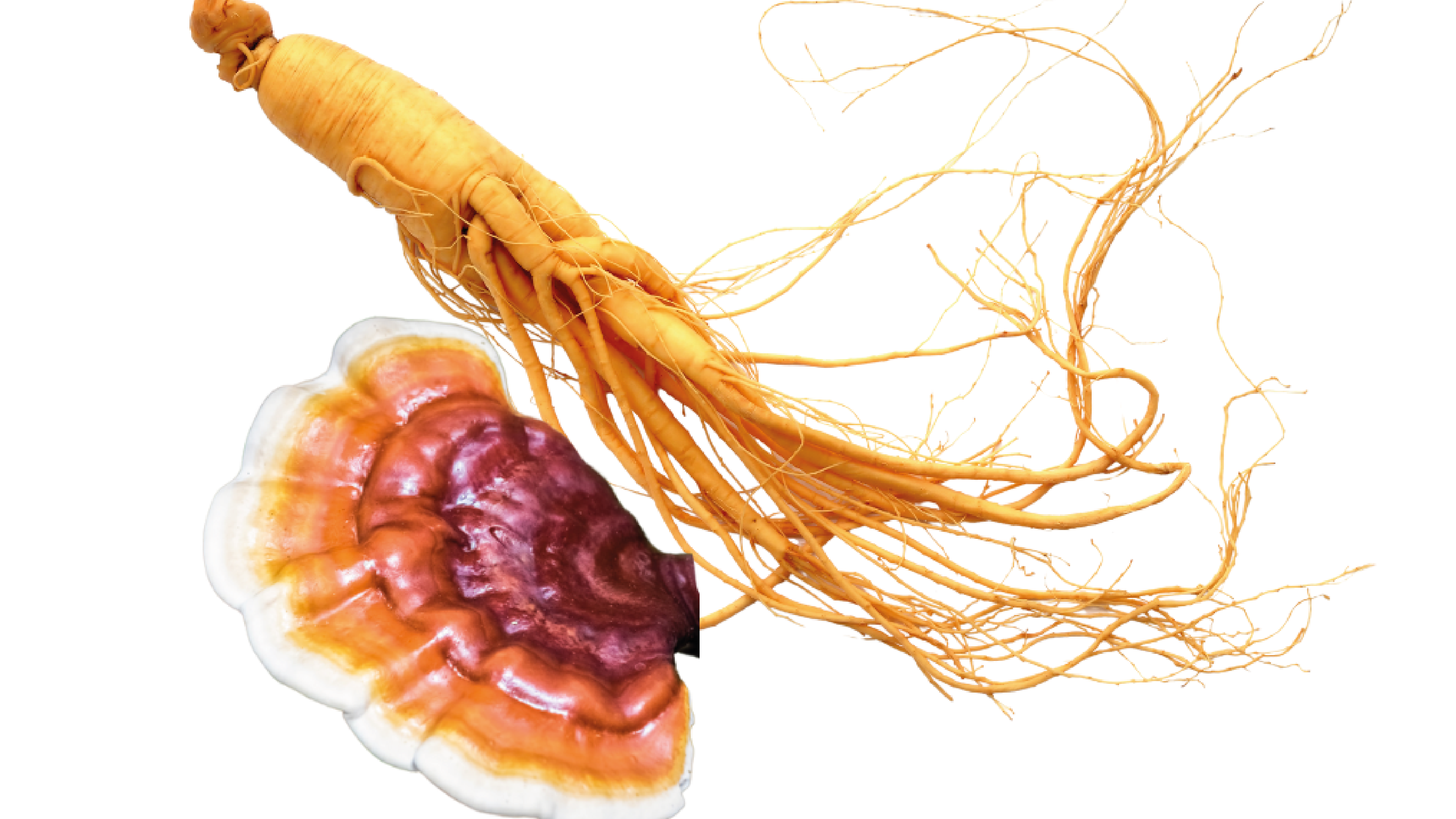 Benefits of Reishi and Ginseng;